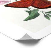 Study of diurnal butterflies by Paul Gervais Poster (Hoek)