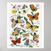 Study of diurnal butterflies by Paul Gervais Poster (Voorkant)