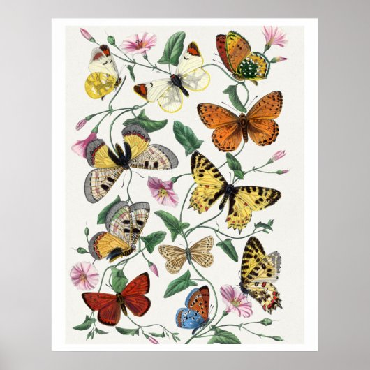 Study of diurnal butterflies by Paul Gervais Poster (Voorkant)