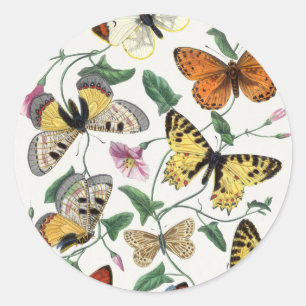 Study of diurnal butterflies by Paul Gervais Ronde Sticker