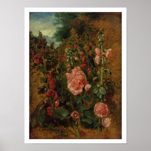 Study of Hollyhocks, c.1826 (olie aan boord) Poster (Voorkant)