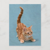 stuiterkitten briefkaart (Voorkant)