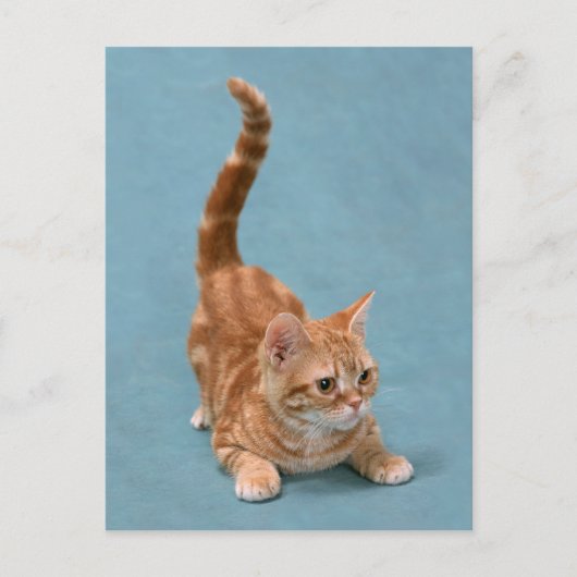 stuiterkitten briefkaart (Voorkant)