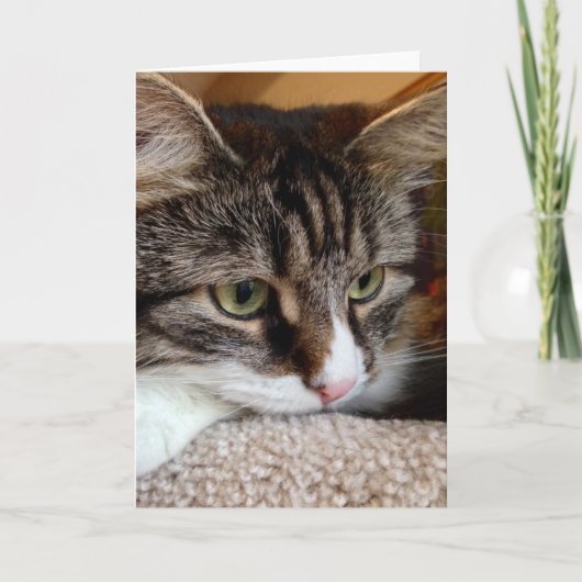 Stuiver voor Uw Kaart van de Nota van de Kat van (Voorkant)
