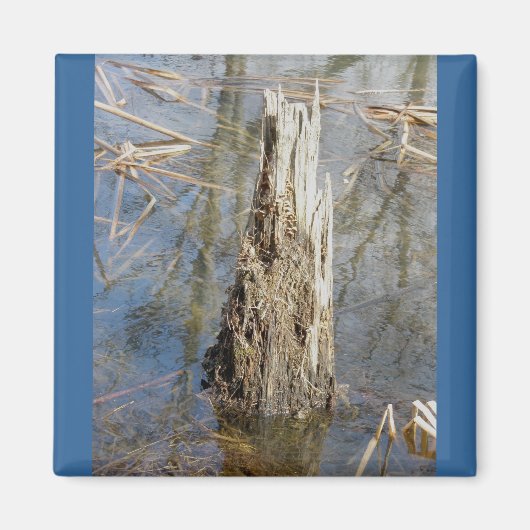 Stump in Pond Magnet (Voorkant)