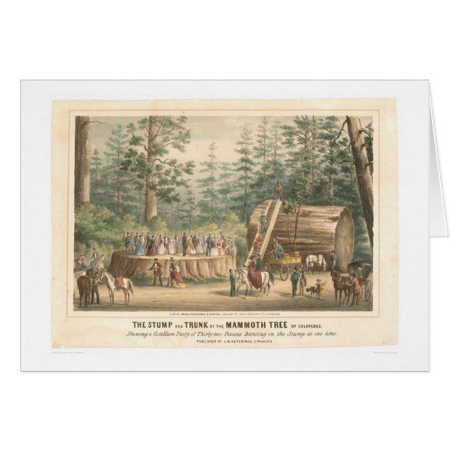 Stump of the Mammoth Tree of Calaveras (0977A) (Voorkant Horizontaal)