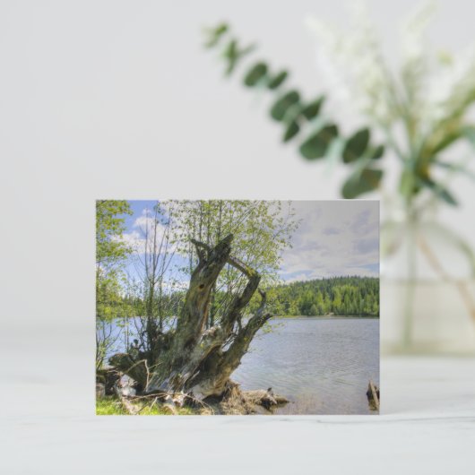 Stumped - Marshall Lake Briefkaart (Staand voorkant)