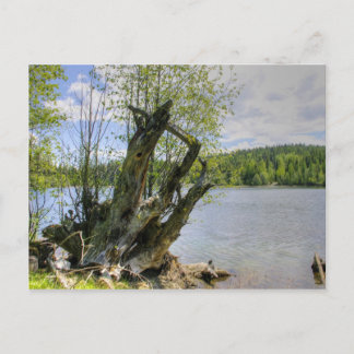 Stumped - Marshall Lake Briefkaart