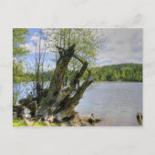 Stumped - Marshall Lake Briefkaart (Voorkant)