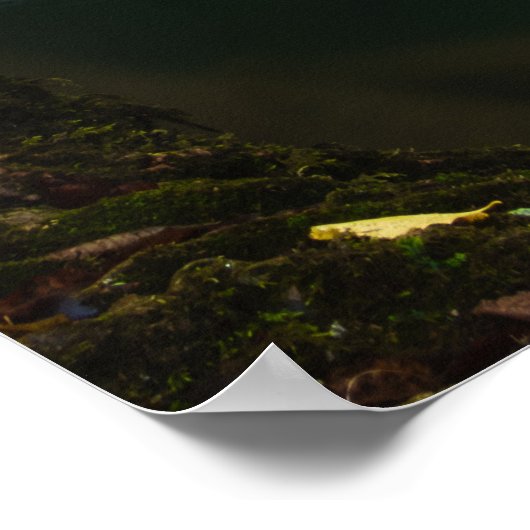 Stunkelwaterval met zonlicht poster (Hoek)