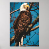 Stunning American Bald Eagle Poster (Voorkant)