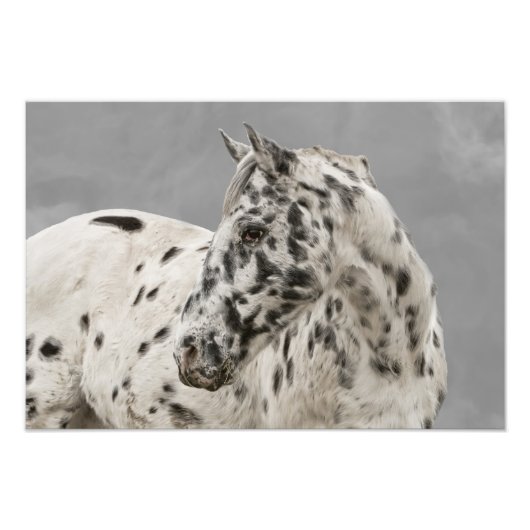 Stunning appaloosa gelding foto afdruk (Voorkant)