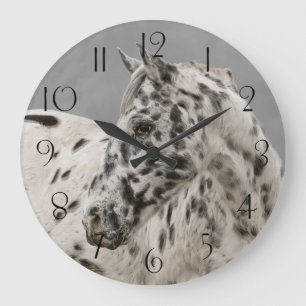 Stunning appaloosa gelding grote klok