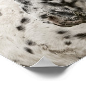 Stunning appaloosa gelding poster (Hoek)