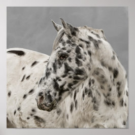 Stunning appaloosa gelding poster