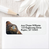 Stunning Bald Eagle Bird of Prey doet een Flyby Etiket (Insitu)