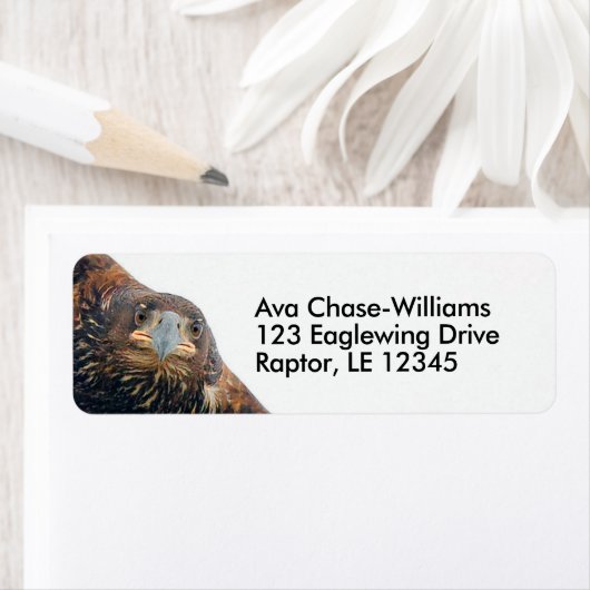 Stunning Bald Eagle Bird of Prey doet een Flyby Etiket (Insitu)