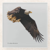 Stunning Bald Eagle Bird of Prey in Flight Glazen Onderzetter (Voorkant)