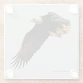 Stunning Bald Eagle Bird of Prey in Flight Glazen Onderzetter (Achterkant)