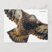 Stunning Bald Eagle doet een flyover Briefkaart (Voorkant)