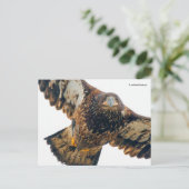 Stunning Bald Eagle doet een flyover Briefkaart (Staand voorkant)
