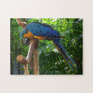 Stunning Blue en Gold Macaw Parrot Legpuzzel