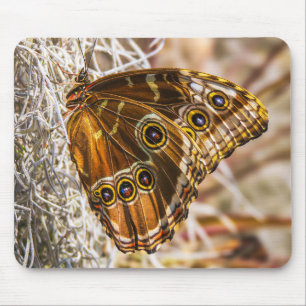 Stunning Blue Morpho Vlinder Wildlife Foto Kunst Muismat