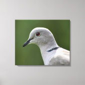 Stunning Collared Dove Canvas Afdruk (Voorkant)