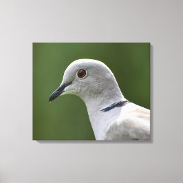 Stunning Collared Dove Canvas Afdruk