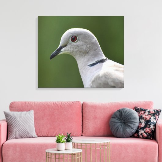 Stunning Collared Dove  Canvas Afdruk (Insitu (Woonkamer))