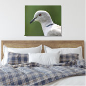 Stunning Collared Dove  Canvas Afdruk (Insitu (Slaapkamer))
