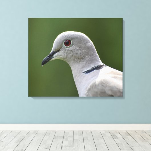 Stunning Collared Dove Canvas Afdruk (Insitu (Houten vloer))