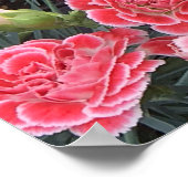 Stunning Dianthus Poster (Hoek)