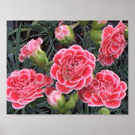 Stunning Dianthus Poster (Voorkant)