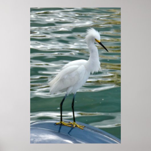 Stunning Egret Bird Poster (Voorkant)