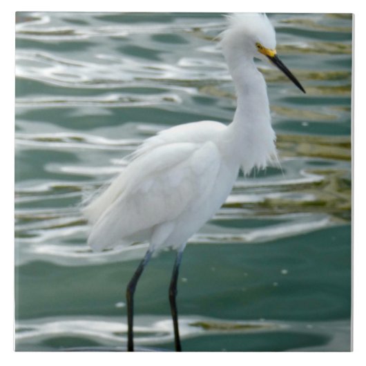 Stunning Egret Bird Tegeltje (Voorkant)