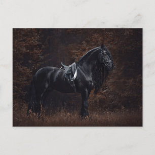 Stunning Elegant Sport Dressage Friesian Stallion Briefkaart