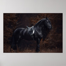 Stunning Elegant Sport Dressage Friesian Stallion