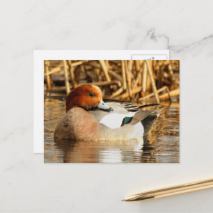 Stunning Euraziatische Wigeon Duck bij Pond Briefkaart
