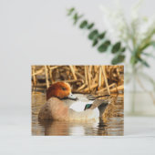 Stunning Euraziatische Wigeon Duck bij Pond Briefkaart (Staand voorkant)