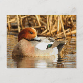 Stunning Euraziatische Wigeon Duck bij Pond Briefkaart