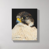 Stunning Gyrfalcon Saker Hybrid Falcon Canvas Afdruk (Voorkant)