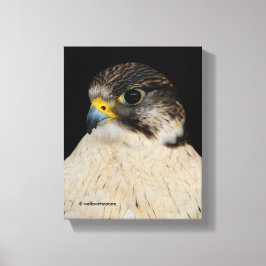 Stunning Gyrfalcon Saker Hybrid Falcon Canvas Afdruk