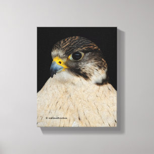 Stunning Gyrfalcon Saker Hybrid Falcon Canvas Afdruk
