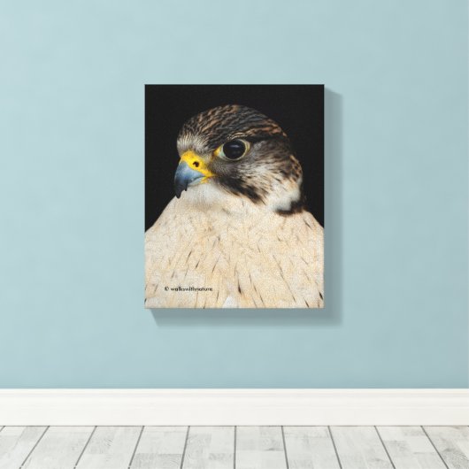Stunning Gyrfalcon Saker Hybrid Falcon Canvas Afdruk (Insitu (Houten vloer))