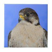 Stunning Gyrfalcon Saker Hybrid Falcon Tegeltje (Voorkant)