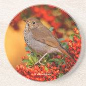 Stunning Hermit Thrush Songbird op Berry Struik Zandsteen Onderzetter (Voorkant)