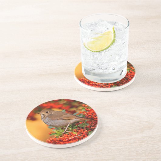 Stunning Hermit Thrush Songbird op Berry Struik Zandsteen Onderzetter (Zijkant)