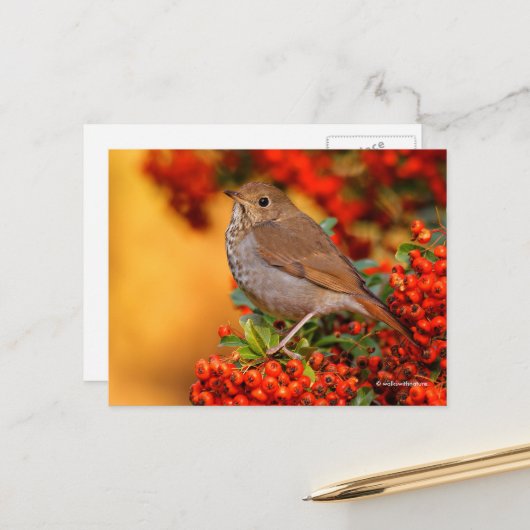 Stunning Hermit Thrush Songbird op Pyracantha Briefkaart (Voorkant / Achterkant in situ)