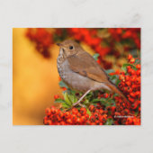 Stunning Hermit Thrush Songbird op Pyracantha Briefkaart (Voorkant)